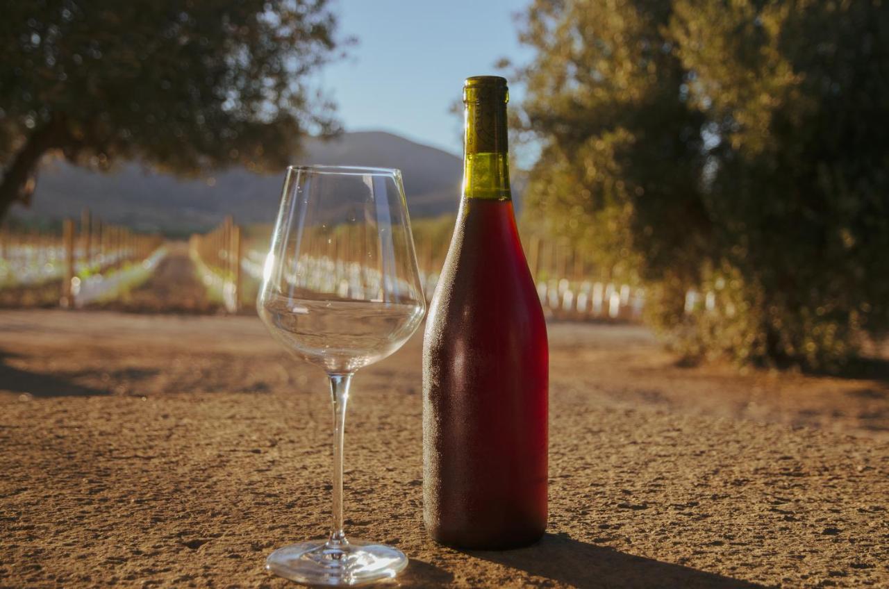 Alma Liebre Vinedos Del Valle Valle de Guadalupe Exterior photo