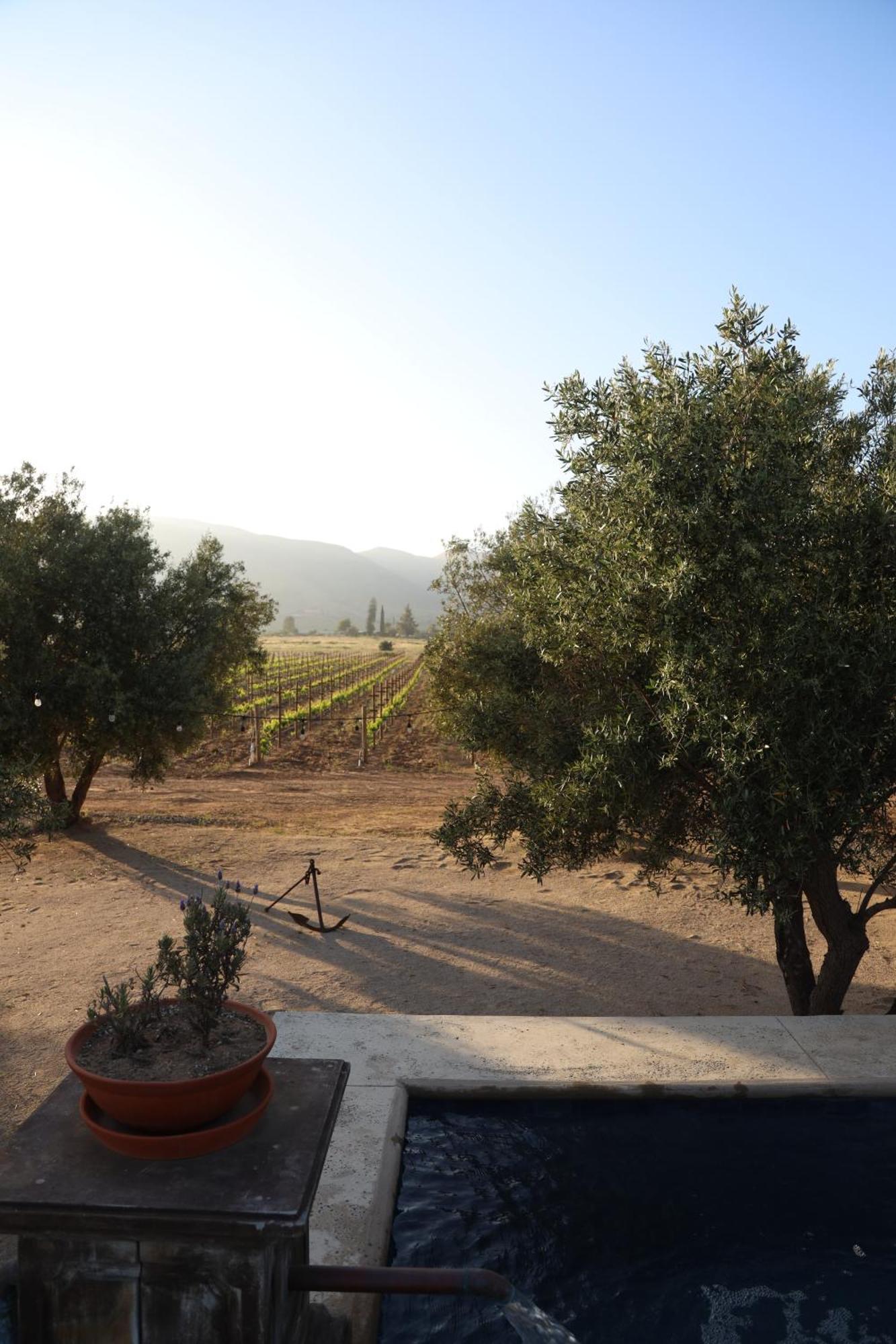 Alma Liebre Vinedos Del Valle Valle de Guadalupe Exterior photo